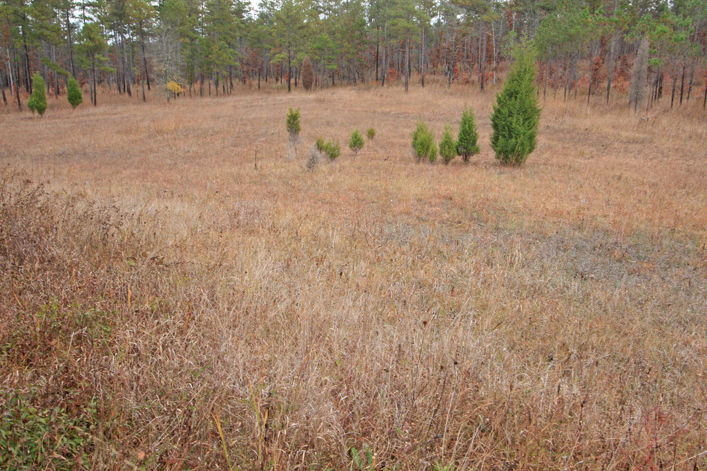 GRAND PRAIRIE CARPET CLEANING CARPET CLEANING ALADDIN MOHAWK CARPET