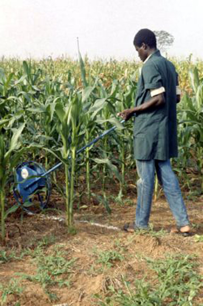 HOMEMADE FLOWER FERTILIZER. FLOWER FERTILIZER BUYING SILK FLOWERS