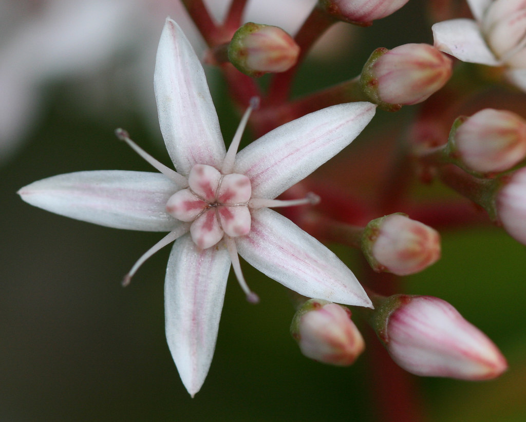 JADE PLANT FLOWER JADE PLANT CHAMPAGNE ROSE BOUQUET Blog.hr