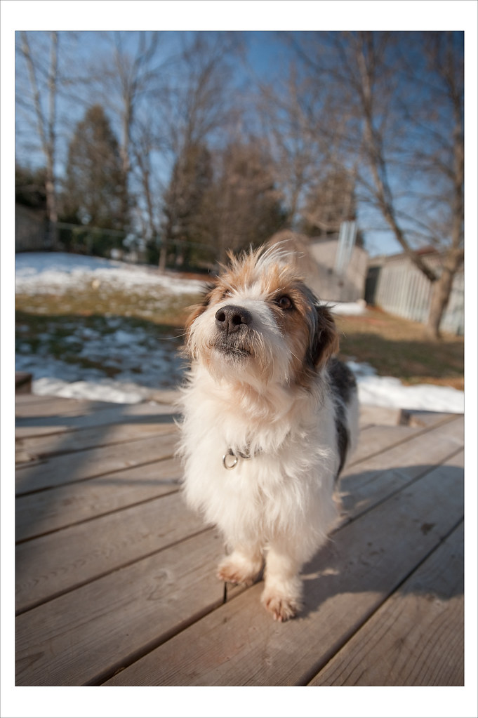 CROSS BREED PUPPIES FOR SALE CROSS BREED PUPPIES FOR SALE MALTESE PUPPIES FOR SALE IN