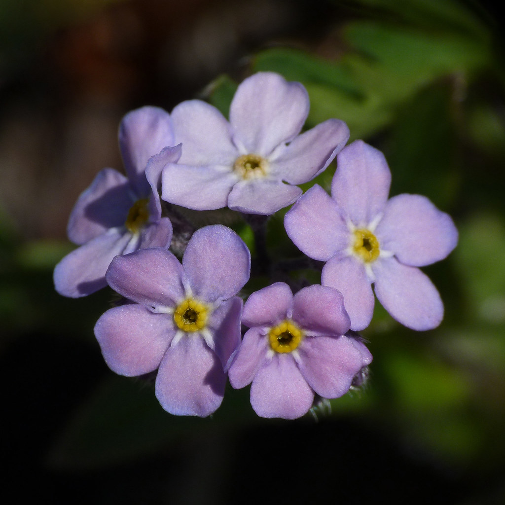 SENDING FLOWERS TO CANADA TO CANADA AGRIMONY BACH FLOWER