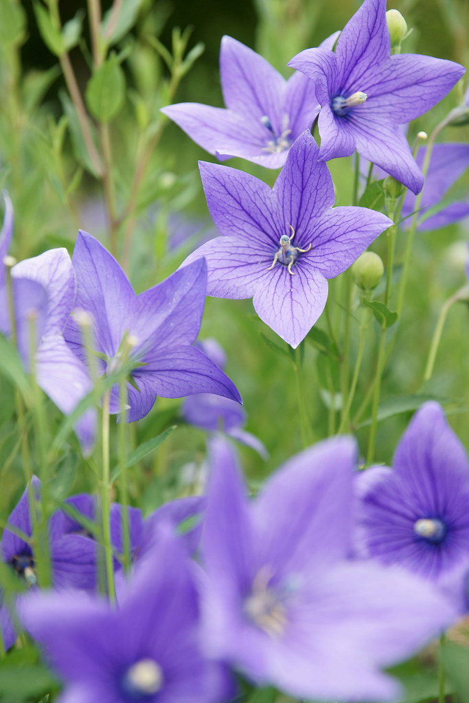BALLOON FLOWER PLANTS
