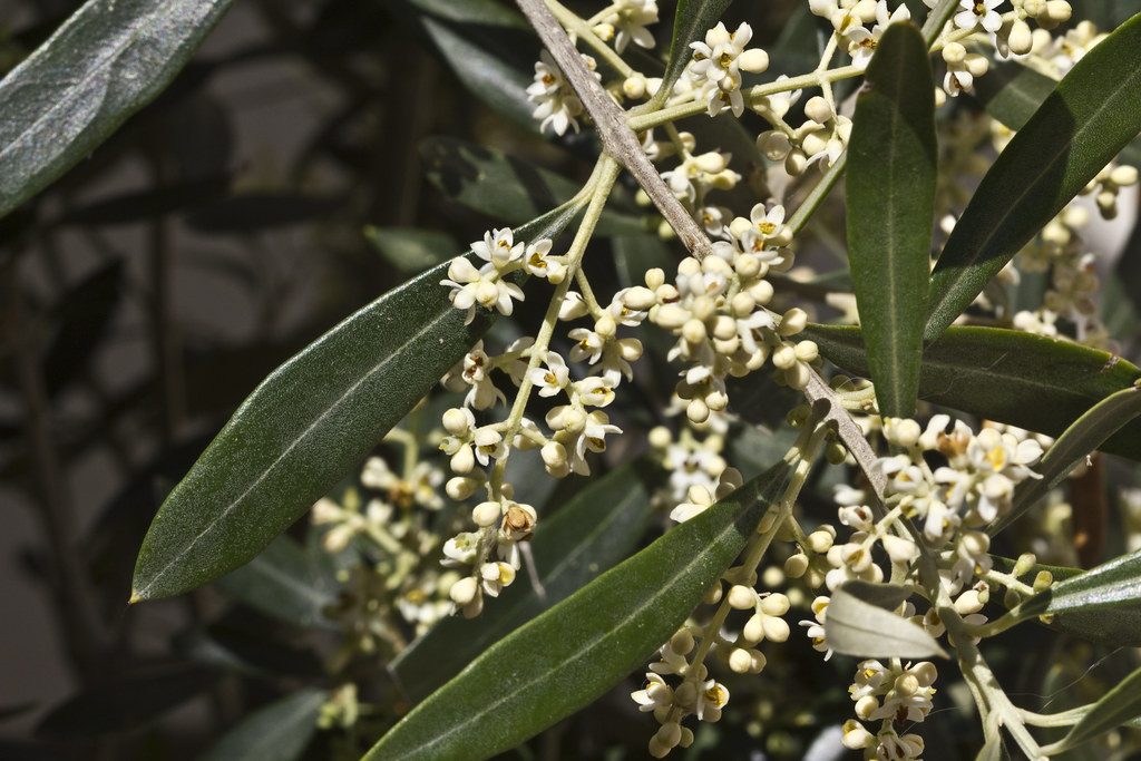 FLOWERING PLANTS AND TREES AND TREES ALSTROEMERIA BOUQUET Blog.hr
