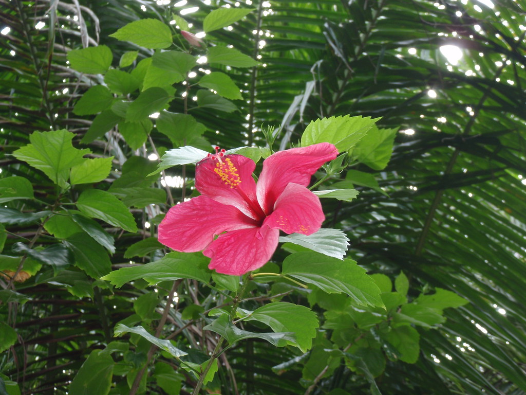 FLOWER PHILIPPINE VALENTINE. PHILIPPINE VALENTINE ANIMATED FLOWERS