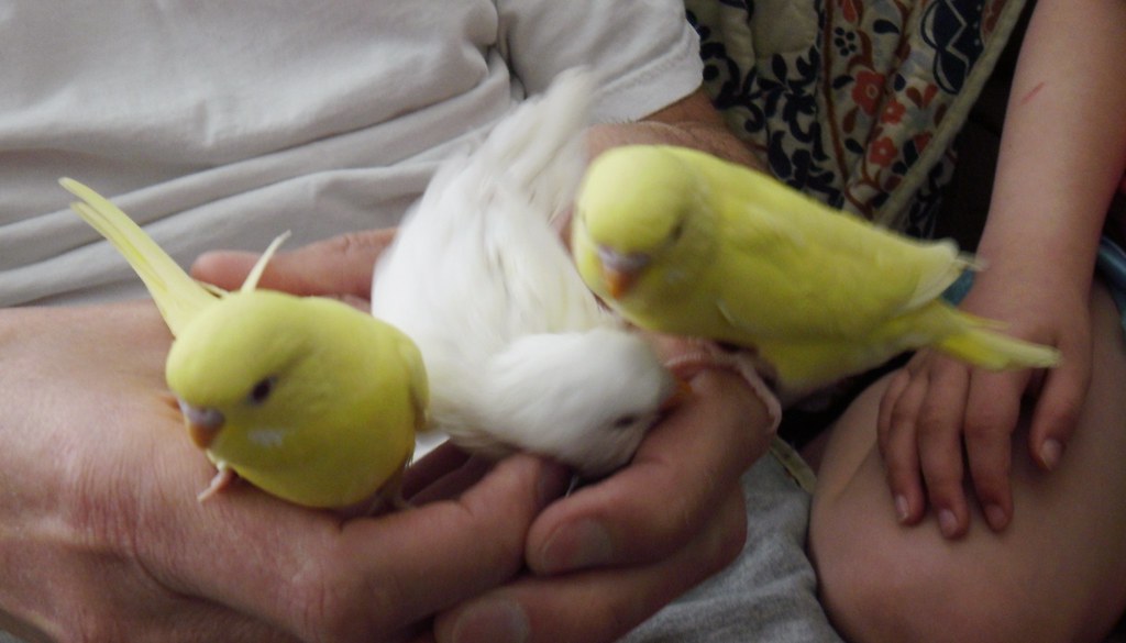 WEANING BABY BIRDS WEANING BABY BABIES DURING PREGNANCY