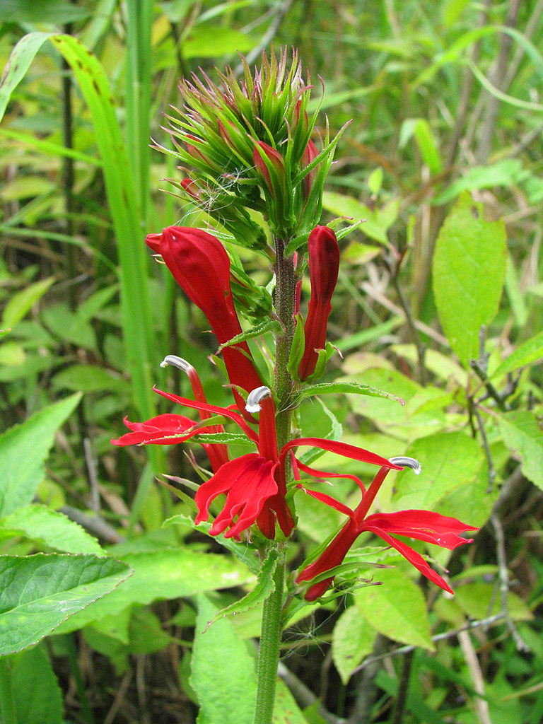 CARDINAL FLOWER PLANT