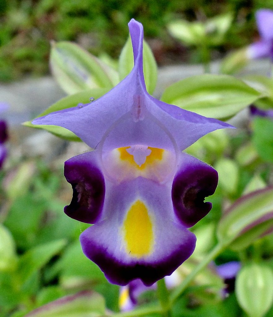 SENDING FLOWERS TO MALAYSIA SENDING FLOWERS ASSOCIATED CUT FLOWER