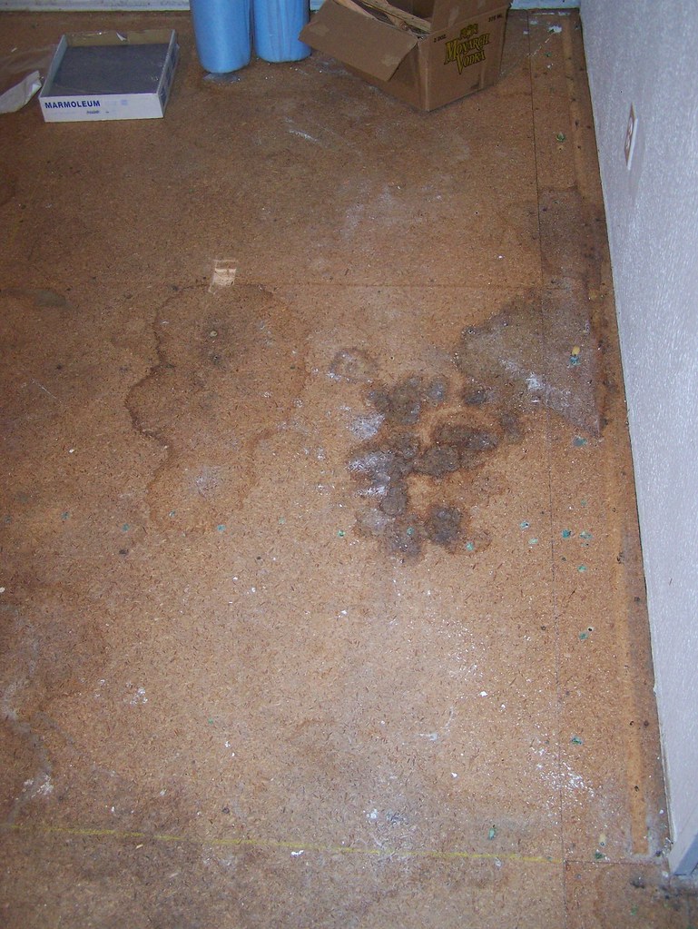 PET URINE STAINS CARPET. PET URINE BAKHTIAR RUG