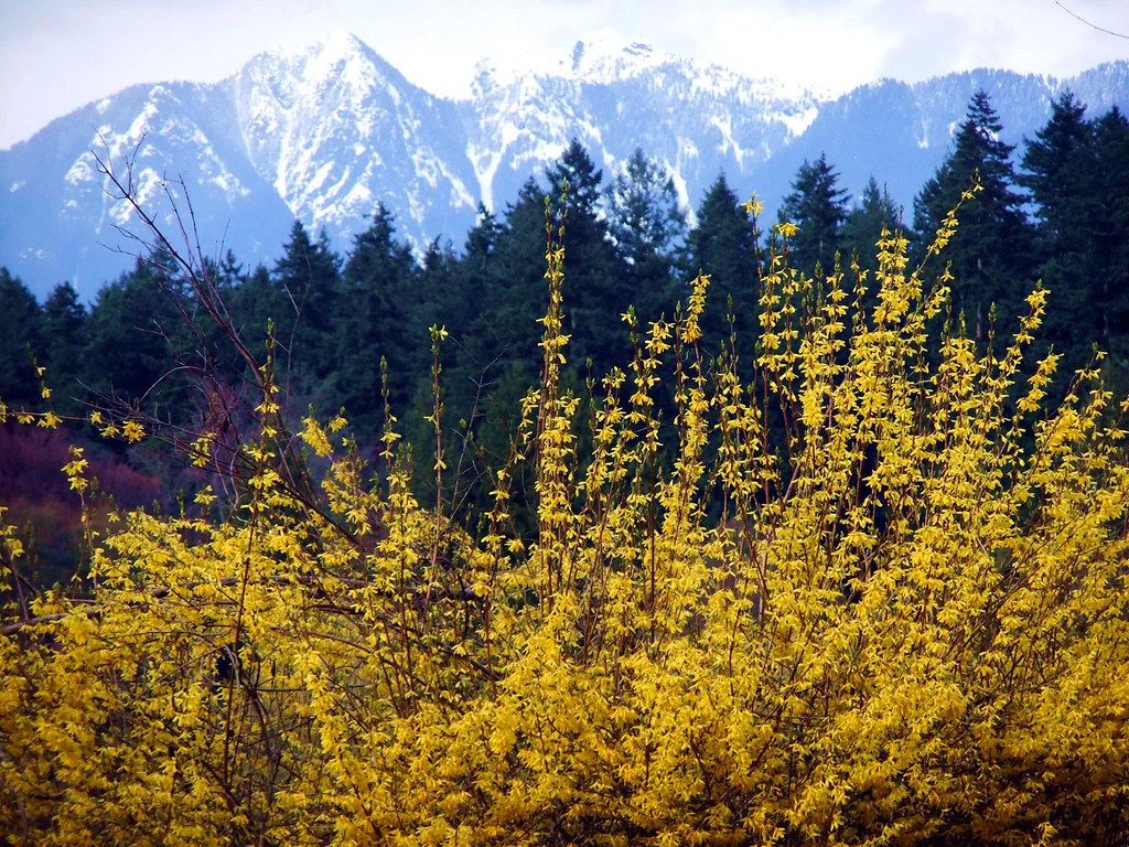 FLOWER BLOOMING SEASONS BLOOMING SEASONS ATLANTA FLORIST DELIVERY