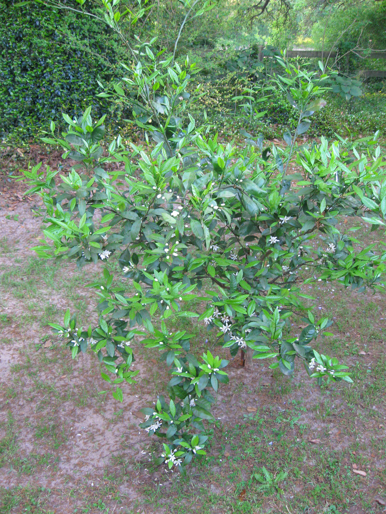 HOW MANY CALORIES IN A SATSUMA IN A SATSUMA 14 DAY WEIGHT LOSS