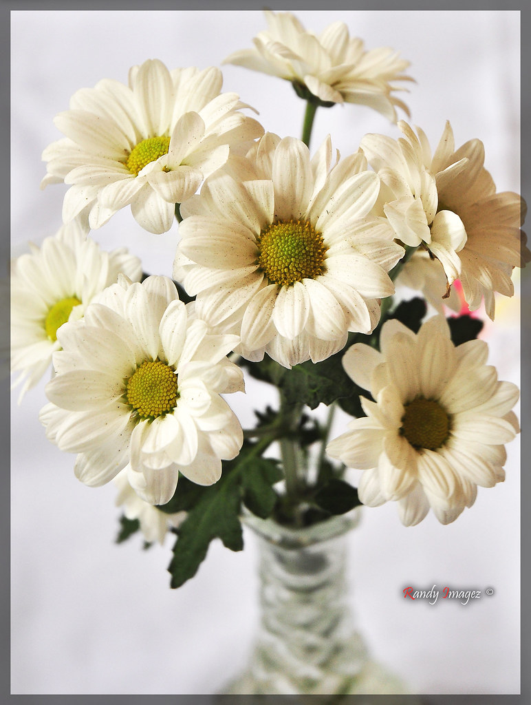 DECORATIVE FLOWER PETALS