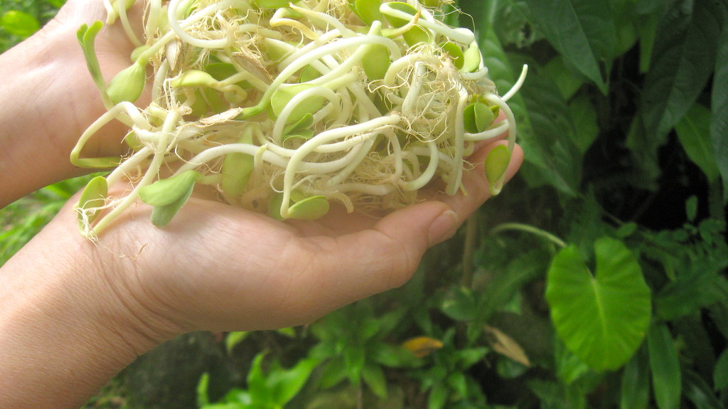 FOOD TO LOSS WEIGHT. FOOD TO 1800 CALORIE DIABETIC MENU