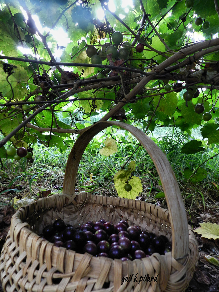 GRAPE KITCHEN DECOR GRAPE KITCHEN thenotesbritax Blog.hr