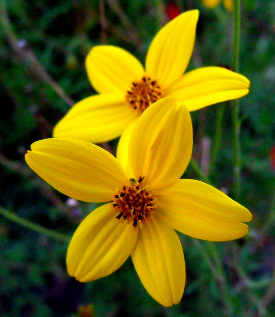 ALWAYS IN BLOOM FLORIST