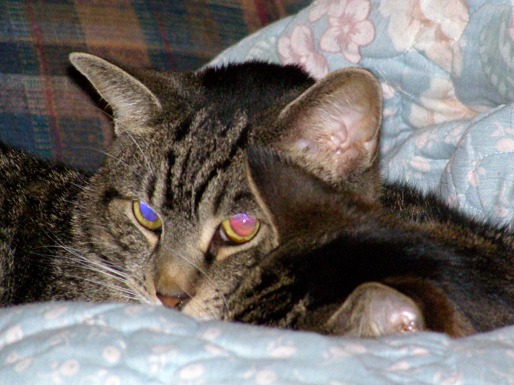 CAT CONTACTS LENSES. CONTACTS LENSES Cat contacts lenses. Buy fashion