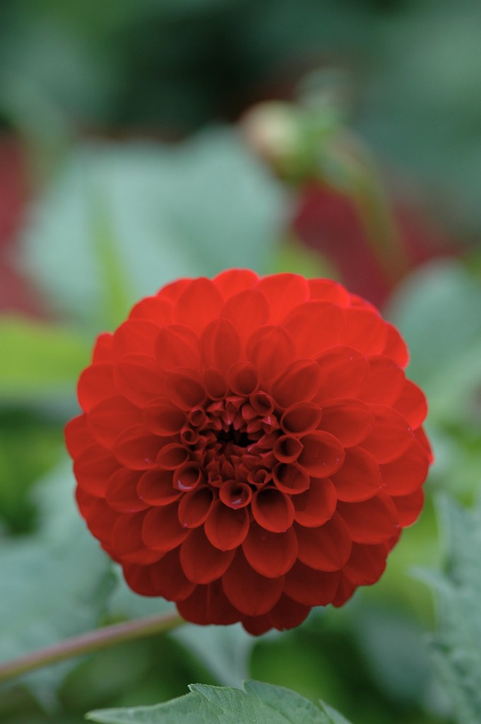 DAHLIA FLOWER SEASON FLOWER SEASON ASSOCIATED CUT FLOWER