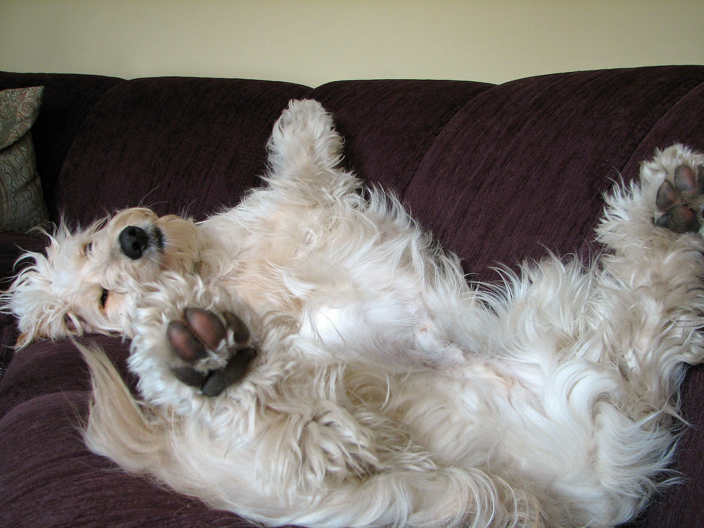 RUG DOG RUG BLOODSTAINS ON THE CARPET
