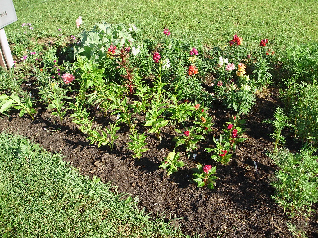 ANNUAL FLOWER BED FLOWER BED ANNUAL FLOWER BED Blog.hr