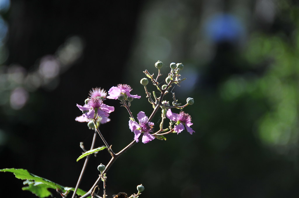 BEST WASHINGTON DC FLORIST