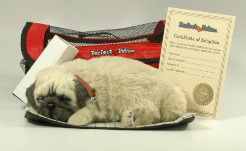 CUTE PUPPIES FOR SALE Cute puppies for sale Boston