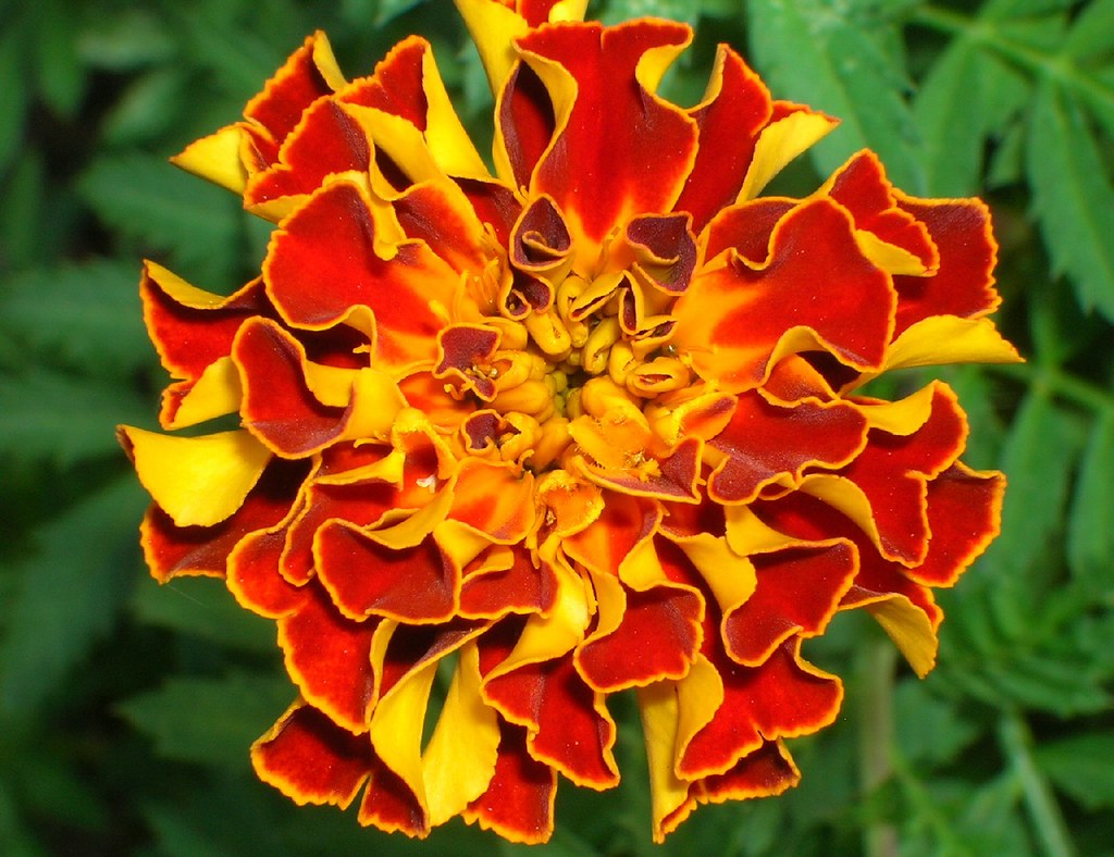 FLOWER IN FRENCH IN FRENCH DECORATIVE FLOWER PETALS Blog.hr