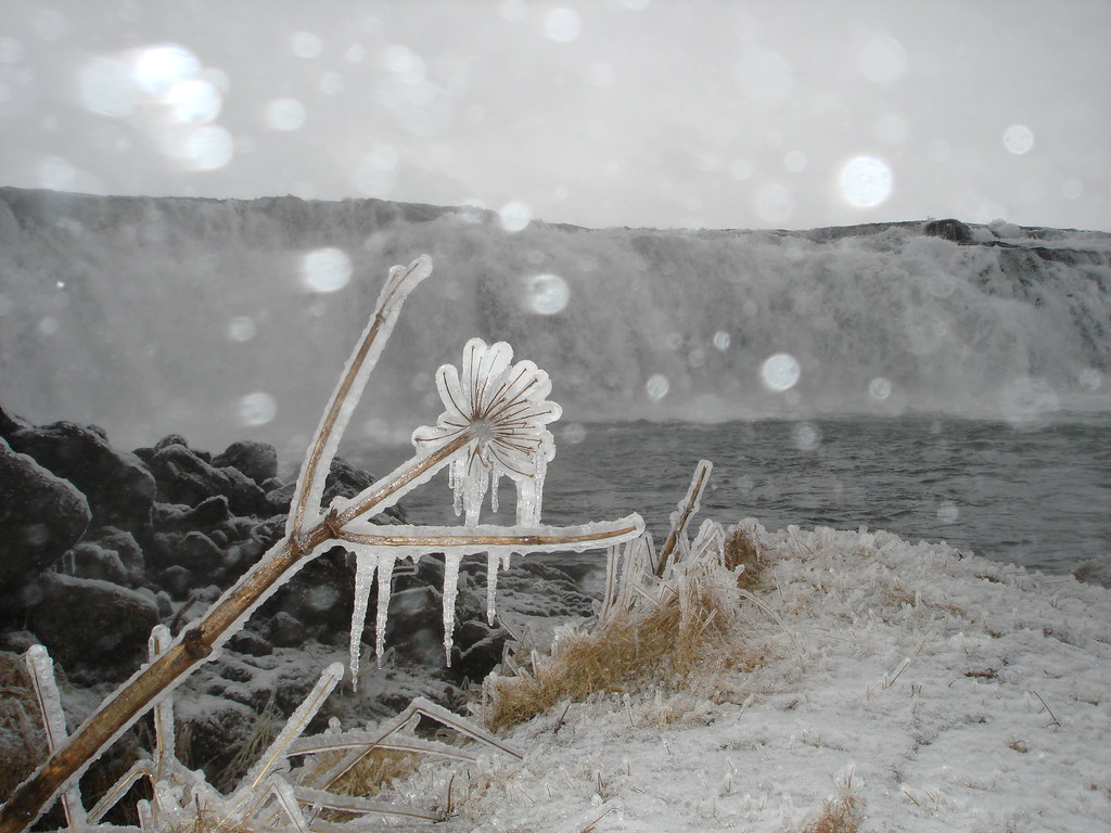 FROZEN FLOWER TRAILER FROZEN FLOWER ALTAR FLOWERS FOR WEDDING