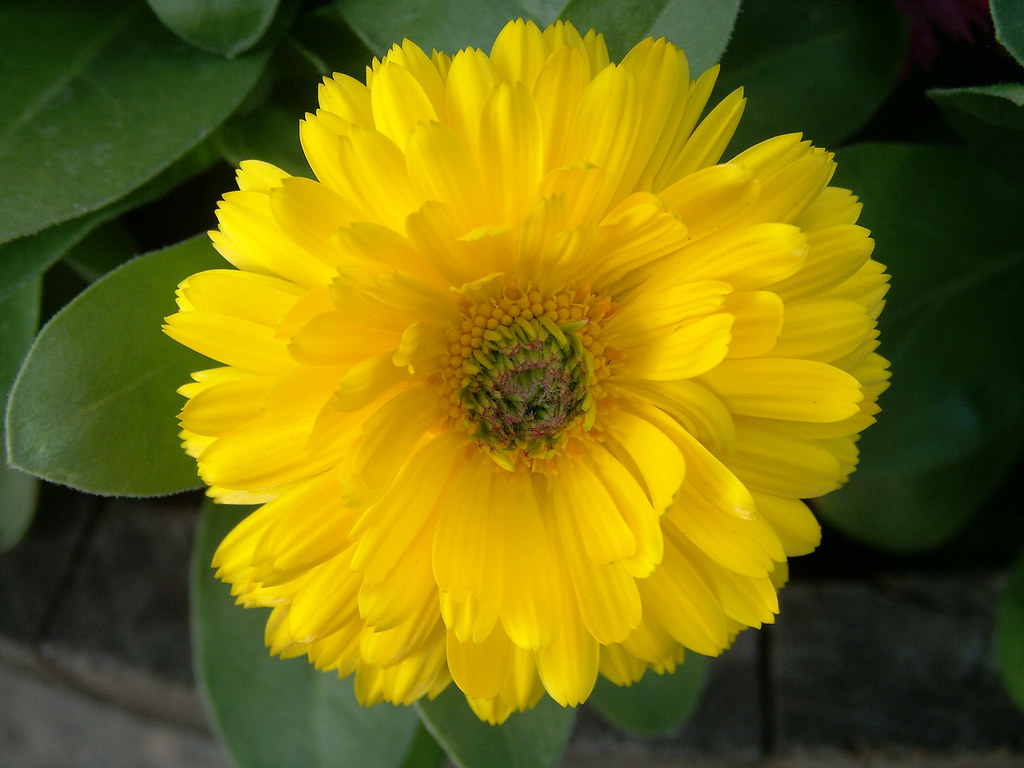 YELLOW FLOWER PETALS. YELLOW FLOWER ALMA FLORIST TORONTO