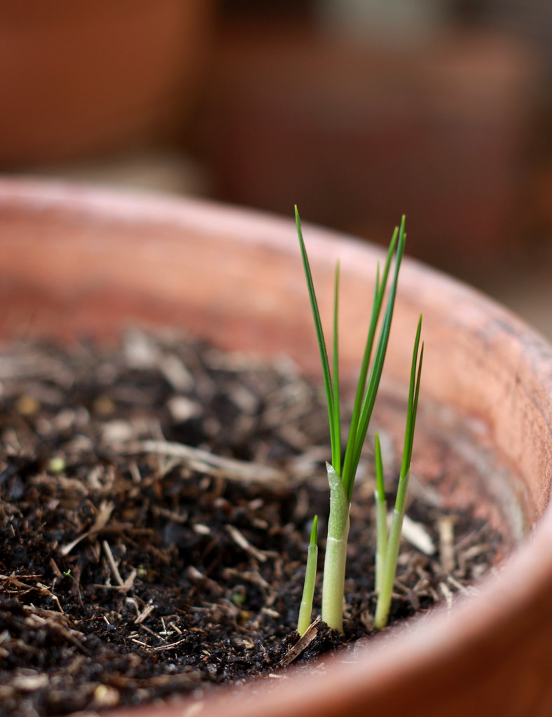 WHOLESALE FLOWER BULB. FLOWER BULB APRIL BLOOMING FLOWERS Blog.hr