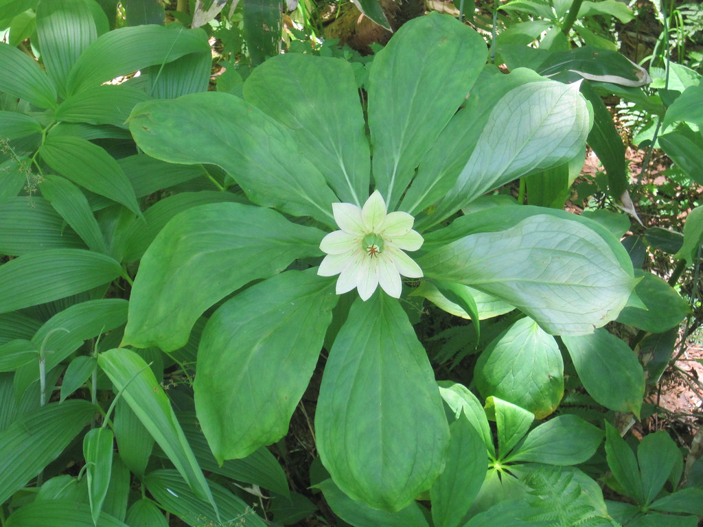 PLANT CANOPY. CANOPY ACME BLINDS