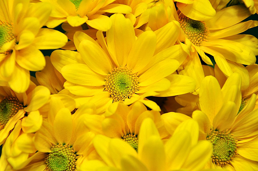 YELLOW DAISY BOUQUETS DAISY BOUQUETS ARRANGEMENT FLORIST