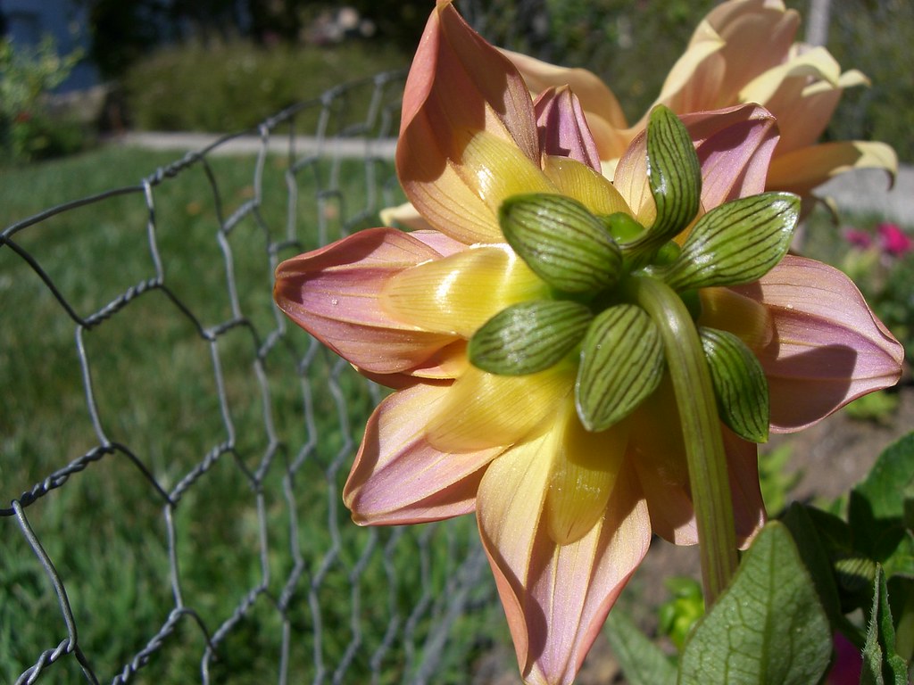 EDIBLE CANDY FLOWERS CANDY FLOWERS A B FLORIST