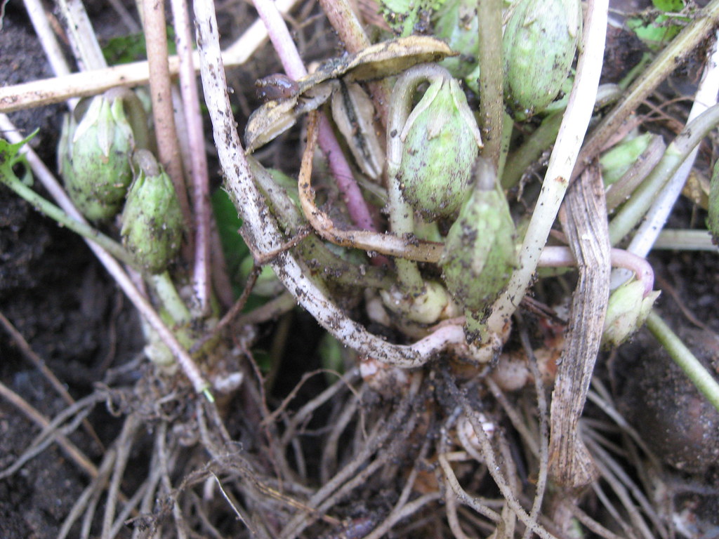 FERTILIZING FLOWERS. FERTILIZING ANNUAL FLOWER BEDS