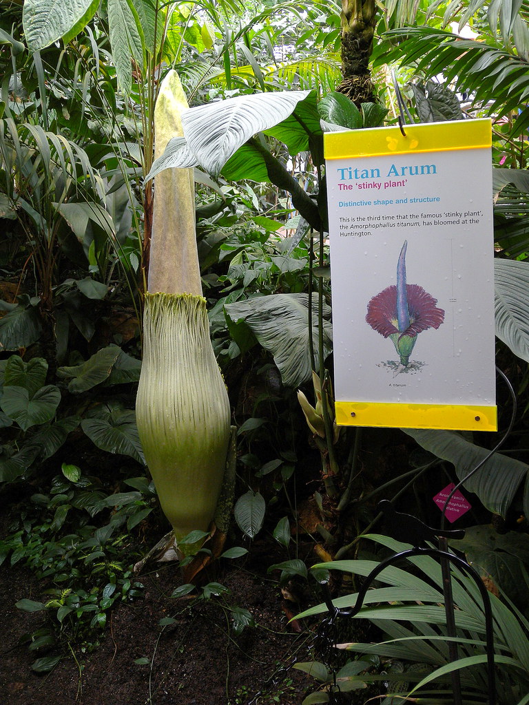 CORPSE FLOWER FOR SALE CORPSE FLOWER FOR SALE