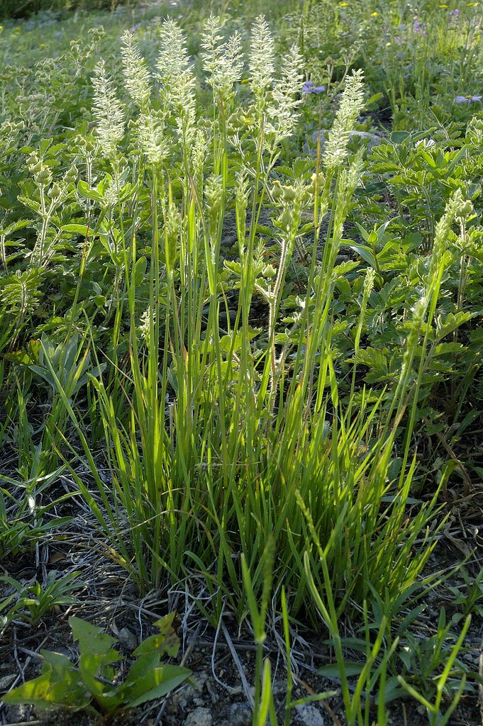 SHADE GRASSES GRASSES ACCENT SHUTTERS