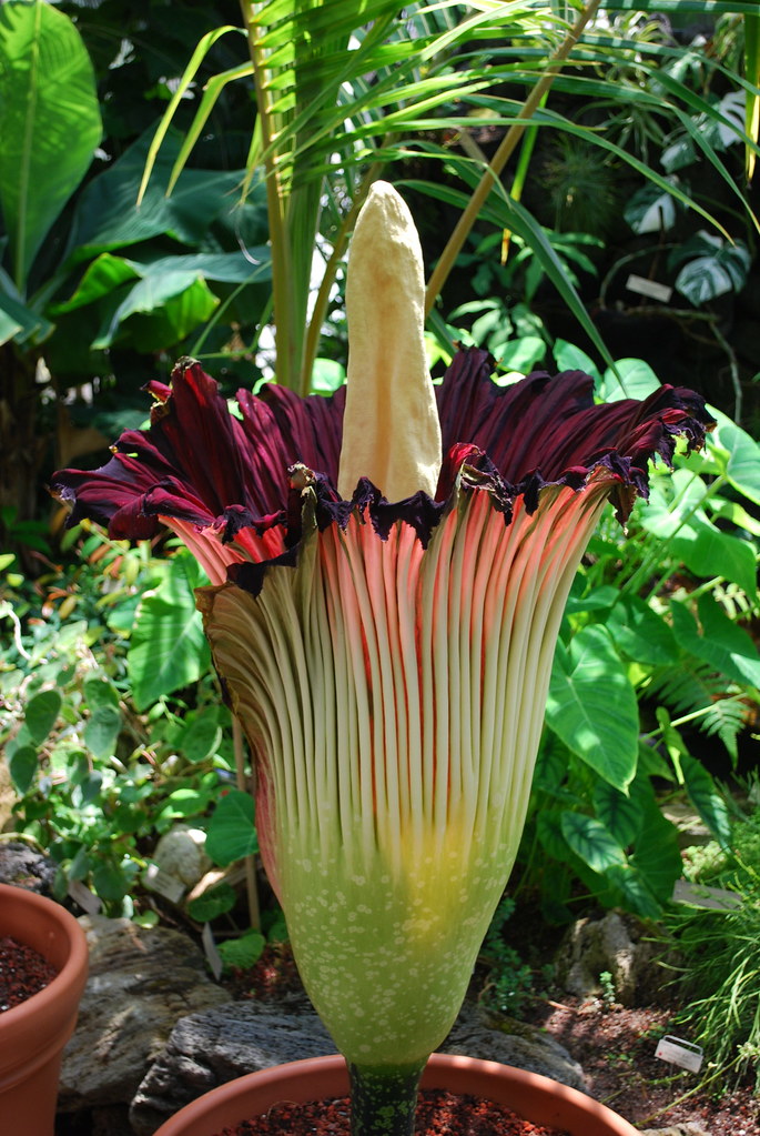 CORPSE FLOWER FOR SALE FOR SALE ARTIFICIAL PURPLE FLOWER