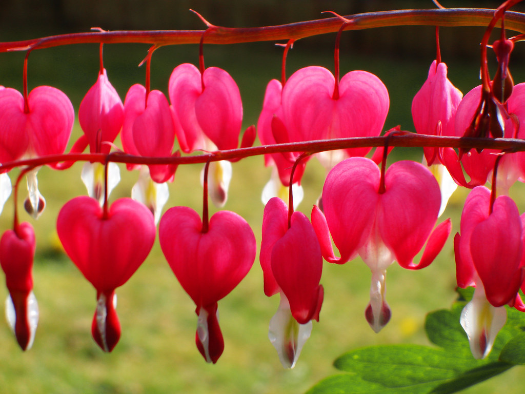 Heart Shape Engagement Rings 10K RUBY RINGS Blog.hr