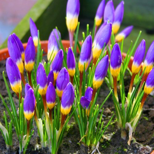 WHOLESALE FLOWER BULB. FLOWER BULB APRIL BLOOMING FLOWERS Blog.hr