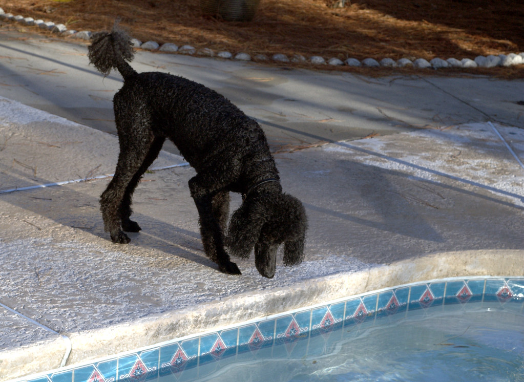 PET POOL ALARM PET POOL BELL HOWELL SECURE PRO KEYPAD ALARM