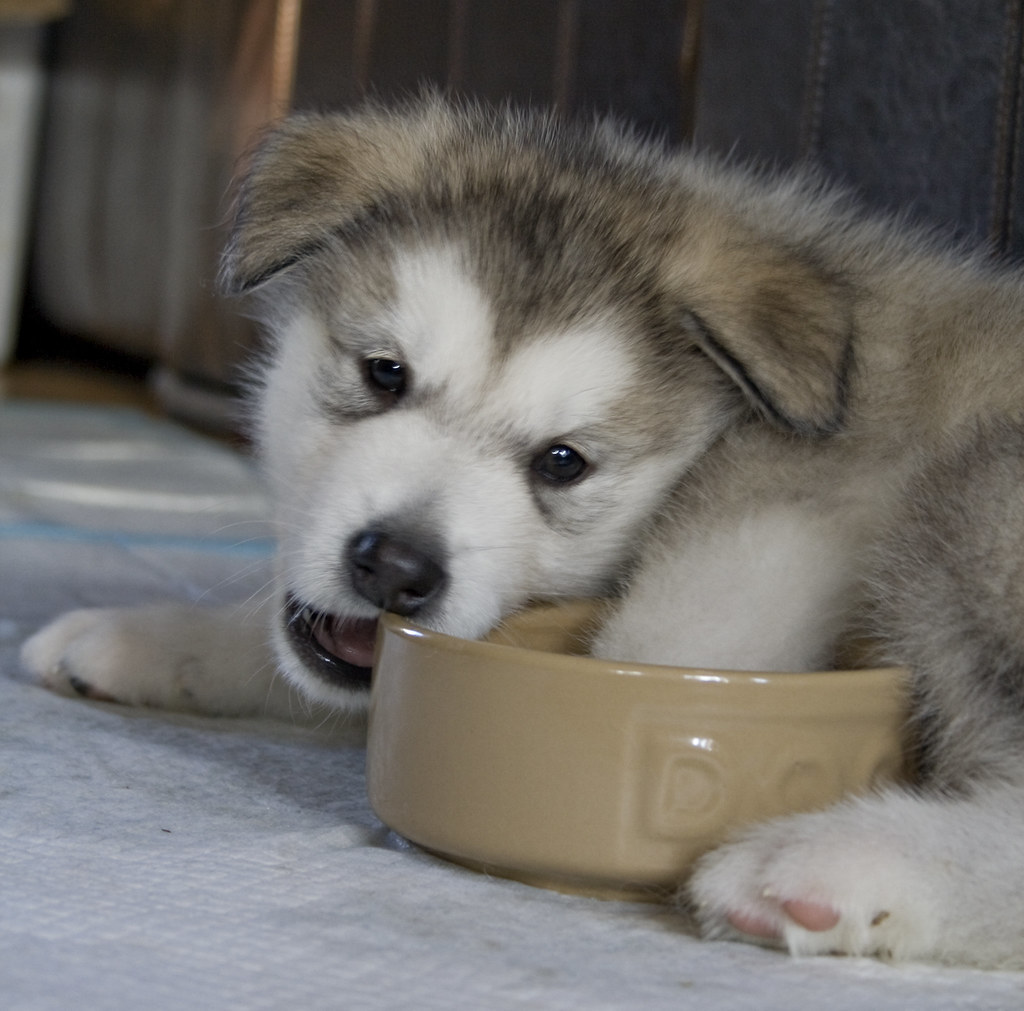 MALAMUTE PUPPIES FOR SALE Malamute puppies for sale