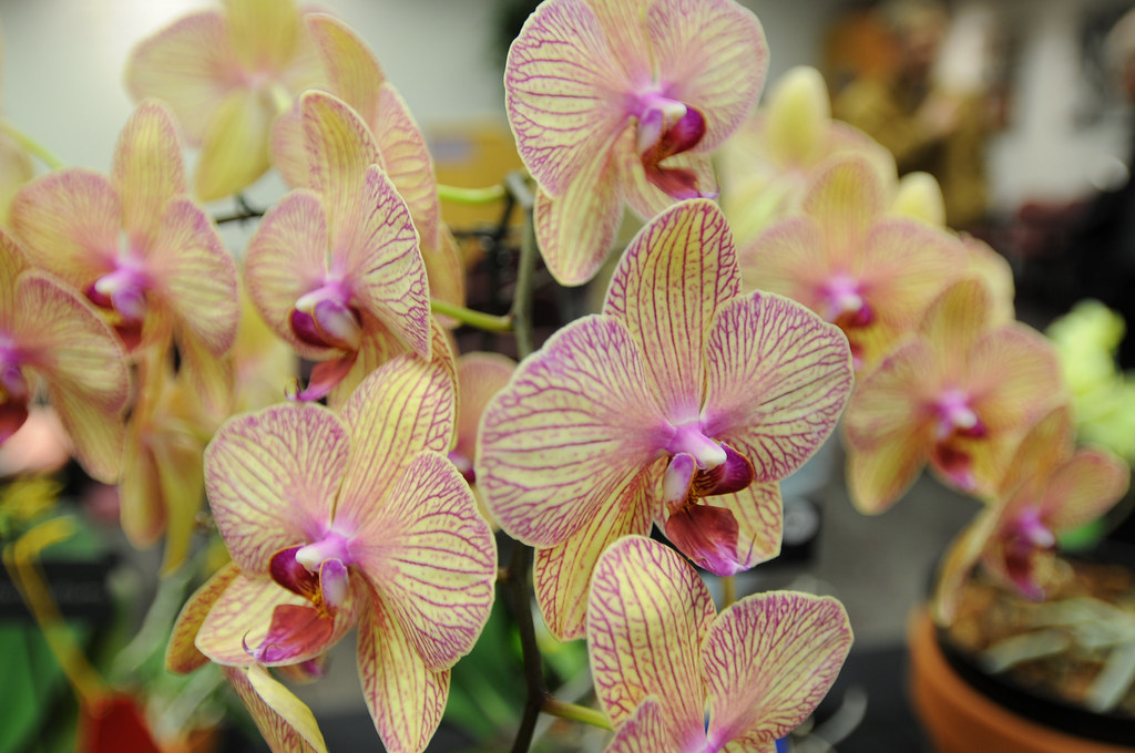 BACHMANS FLOWERS MN