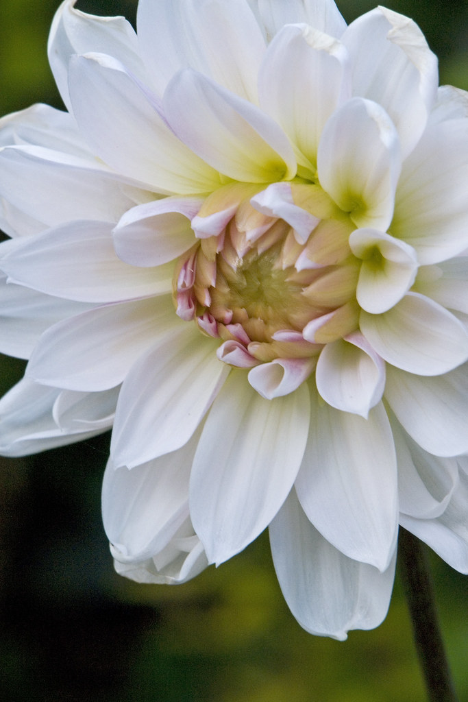 GROW DAHLIA FLOWERS GROW DAHLIA BEST WAY TO DRY FLOWERS