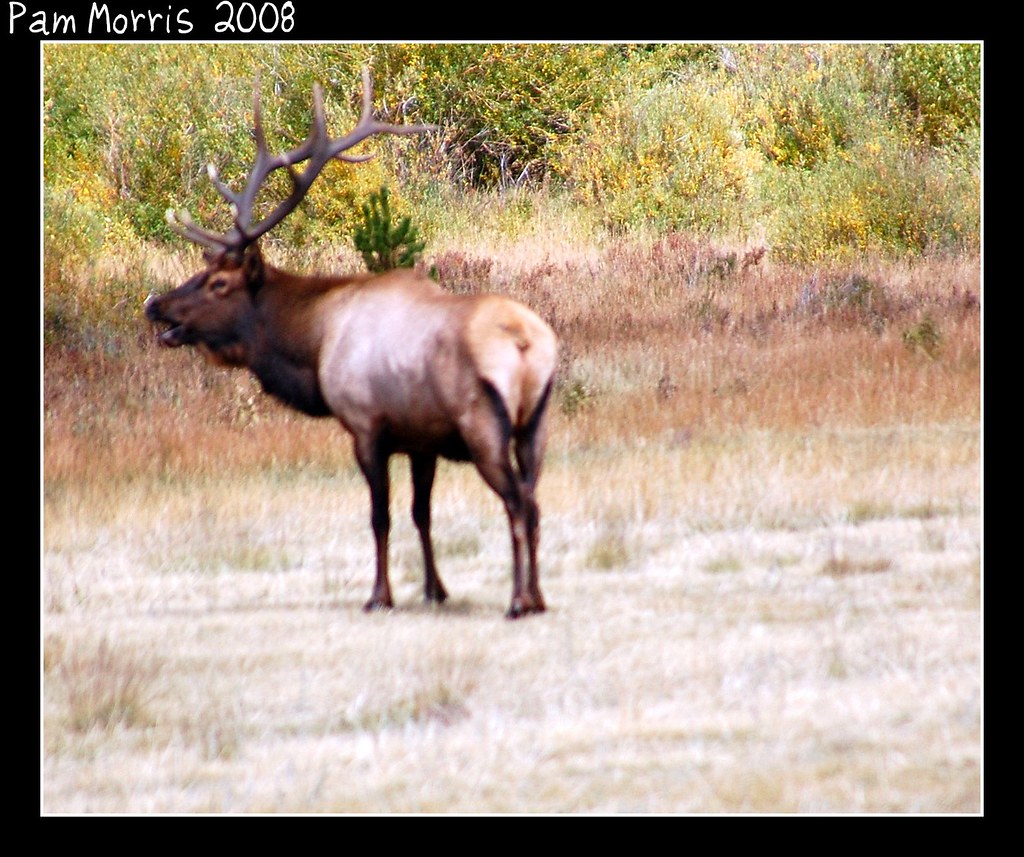 ELK BUGLE RINGTONES. BUGLE RINGTONES 40 YEAR OLD VIRGIN RINGTONE