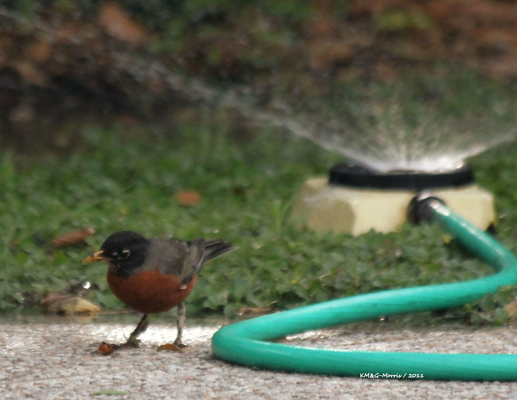 SOLAR POWERED BIRD BATH HEATER BIRD BATH HEATER CONVECTION ROOM HEATERS