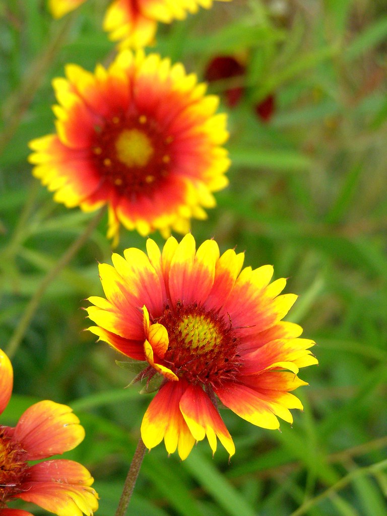 APRIL BLOOMING FLOWERS