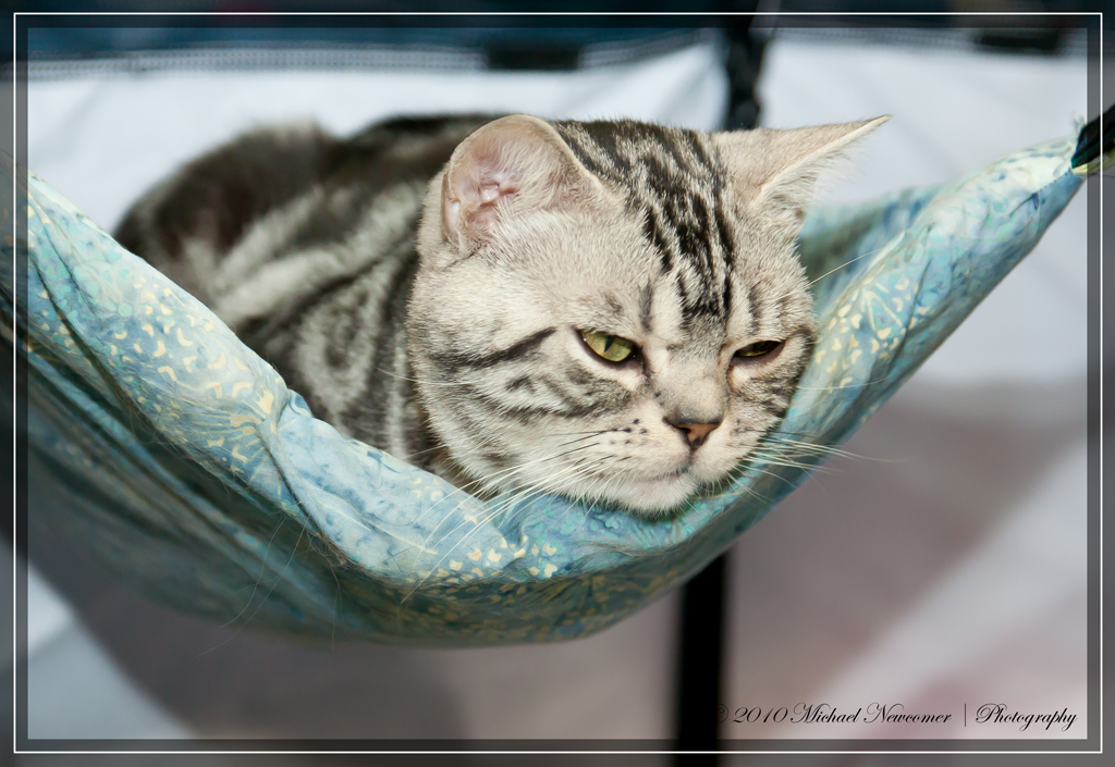 SILVER TABBY CATS TABBY CATS 1878 SILVER DOLLAR