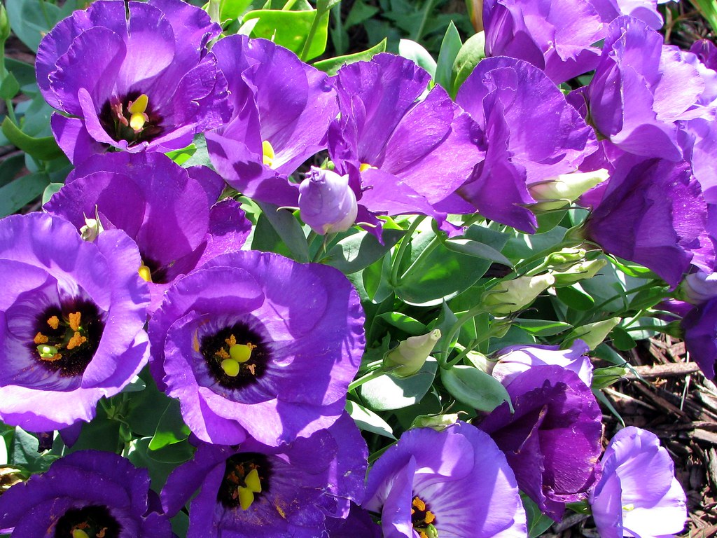 PURPLE ANNUAL FLOWERS PURPLE ANNUAL ARTIFICIAL FLOWERS FOR CEMETERY