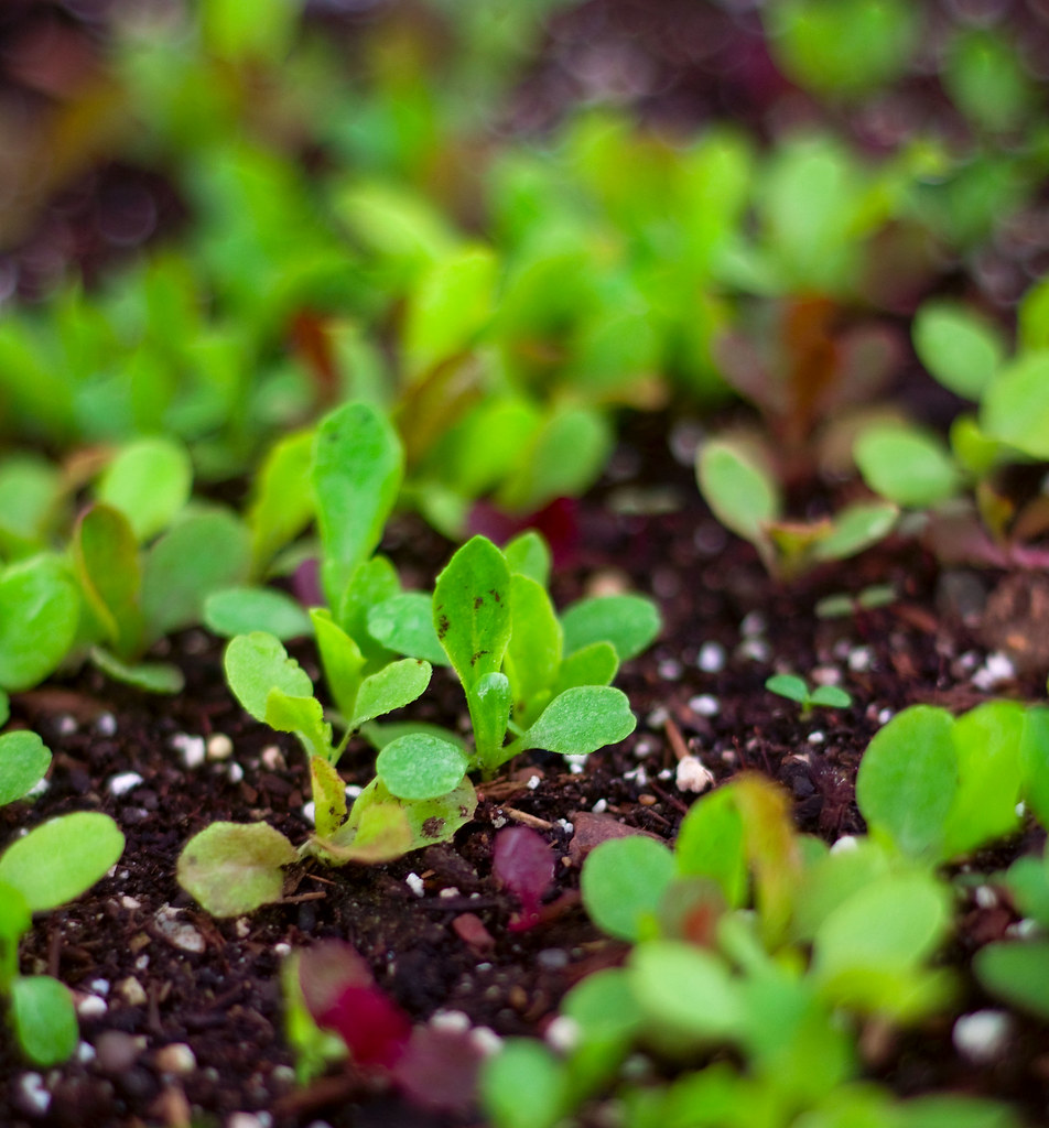 HOW MANY CALORIES IN 2 CUPS OF LETTUCE HOW MANY CALORIES IN BELLY