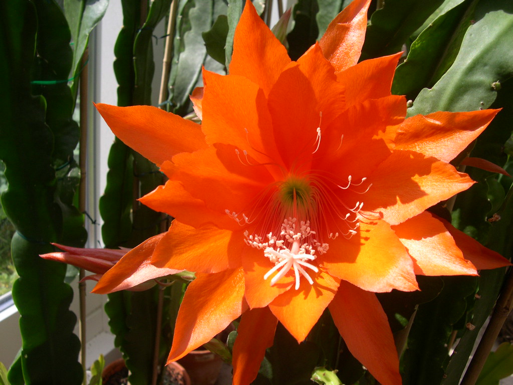 CALORIES IN A CLEMENTINE CUTIE. A CLEMENTINE CUTIE CALORIE COUNTER