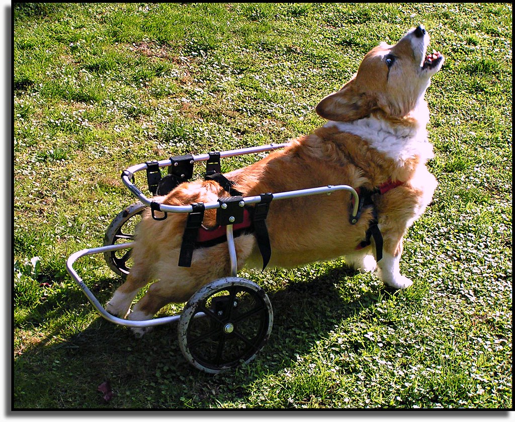 DOG WHEELS BACK LEGS. BACK LEGS 8 LUG 4X4 WHEELS