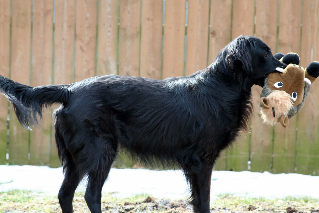 THINNING SHEARS DOGS SHEARS DOGS BUY SCISSOR LIFT